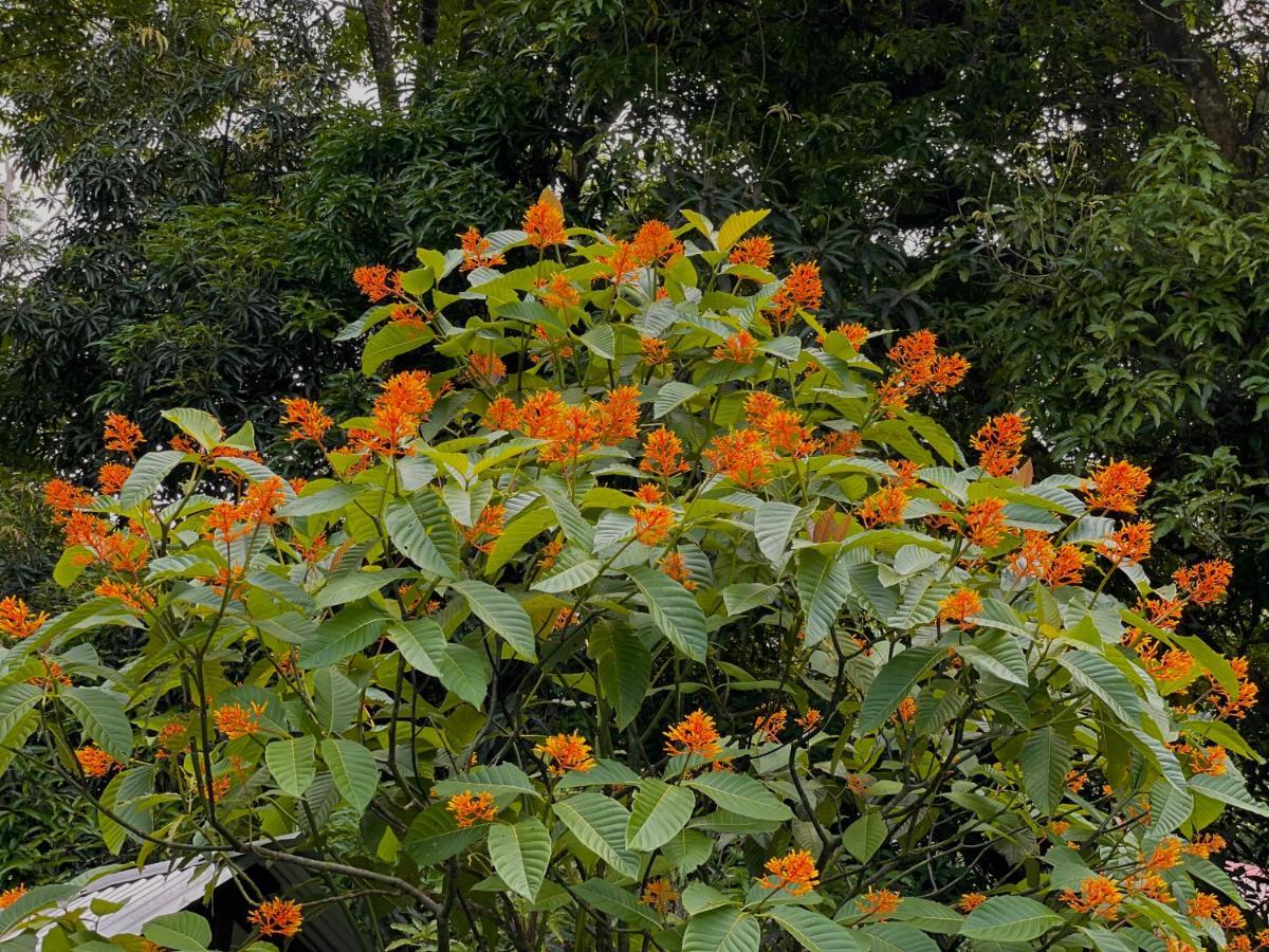 Los Amigos Jungle Hotel Tortuguero Exteriör bild