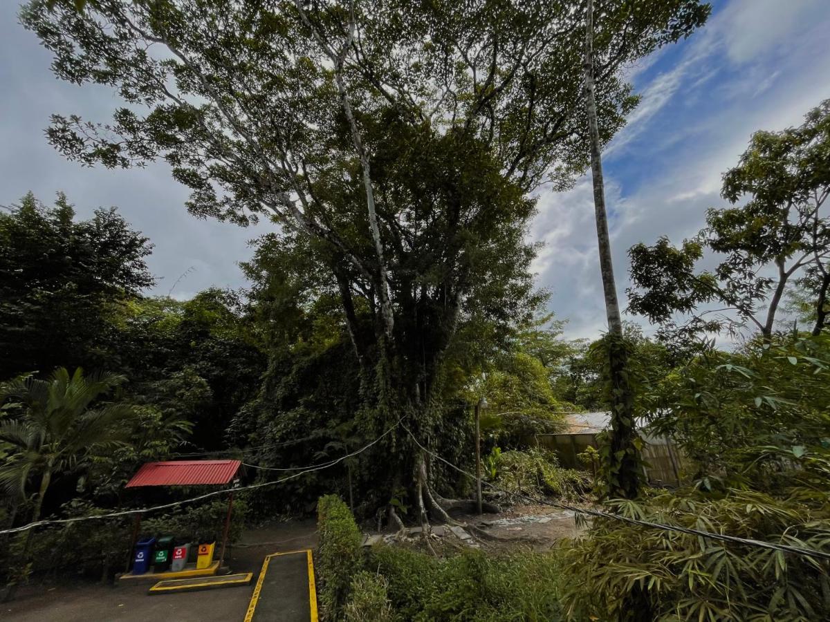 Los Amigos Jungle Hotel Tortuguero Exteriör bild