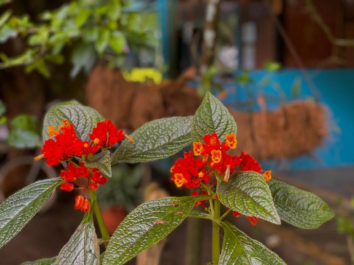 Los Amigos Jungle Hotel Tortuguero Exteriör bild