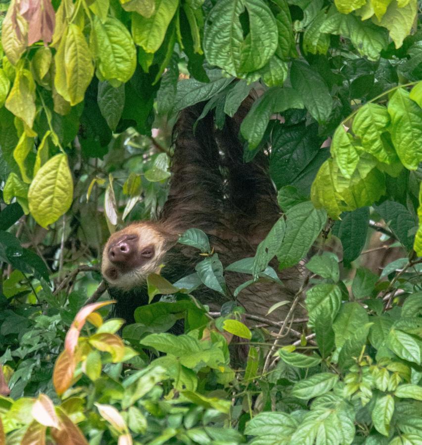 Los Amigos Jungle Hotel Tortuguero Exteriör bild