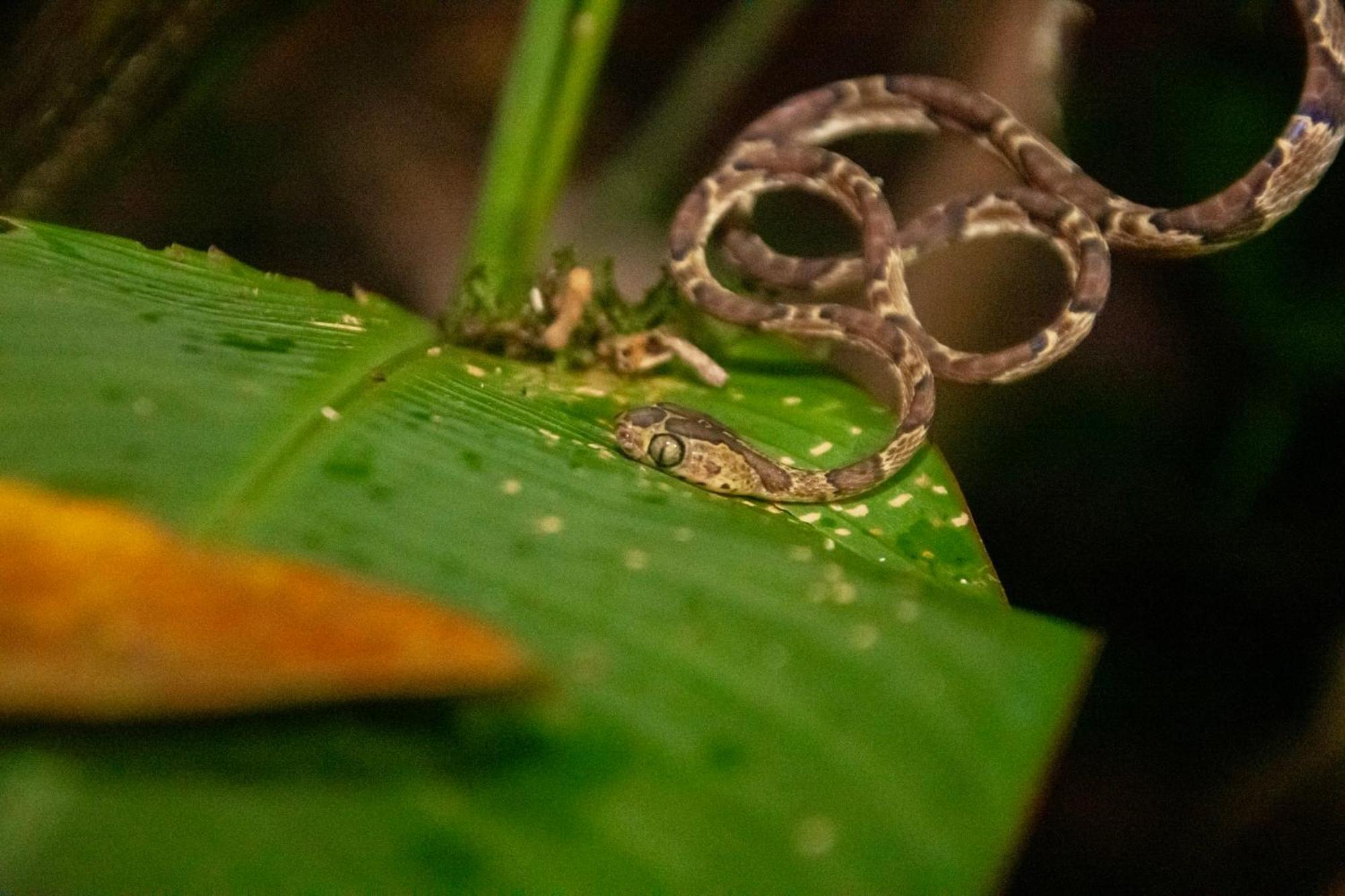 Los Amigos Jungle Hotel Tortuguero Exteriör bild
